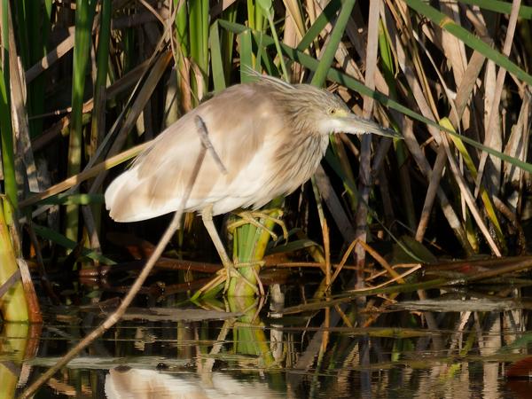 <h3><a href="/trips/ebro/biota/animalia/chordata/aves/015 pelecaniformes/002 ardeidae/ardeola ralloides/ardeola ralloides-nl.html">Ardeola&nbsp;ralloides</a> / Squacco&nbsp;heron / Ralreiger</h3>OM-1 Mark II met M.300mm F4.0 + MC-14, 1/2000 sec  bij F5.6, ISO 1250